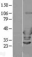 ARFIP2 / Arfaptin 2 Protein (Over-Expression Lysate Myc-DDK (Flag))