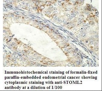 STOML2 Antibody (aa173-356)