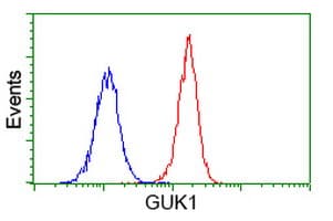 GUK1 / Guanylate Kinase 1 Antibody (clone OTI1D7)