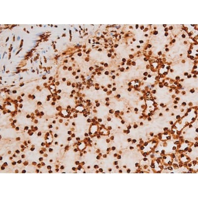 REL / C-Rel Antibody (phospho-Ser503)