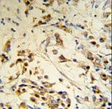 RBM3 Antibody (aa55-84)