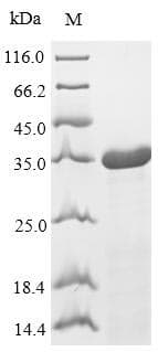 Streptococcus pyogenes 50S ribosomal protein L7/L12 (Recombinant 10His-SUMO, N-terminus + Myc, C-terminus)