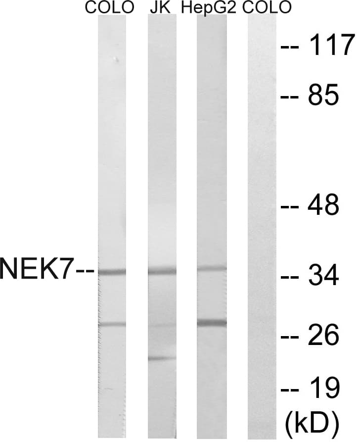 NEK7 Antibody (aa101-150)