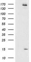CHCHD5 Antibody (clone OTI9E6)