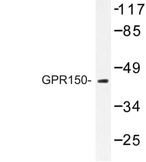 GPR150 Antibody (Gln391)