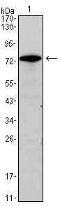 IHC-plus™ Monoclonal Mouse anti-Human GATA3 Antibody (clone 7B5, IHC, WB)