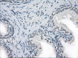 CD32A Antibody (clone OTI9C6, Carrier-free)
