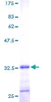 Human FXYD2 Protein (Recombinant GST)