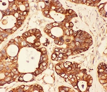 SRC Antibody (aa2-368)