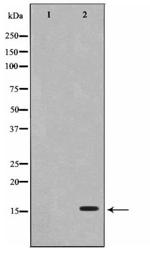Histone H2B Antibody