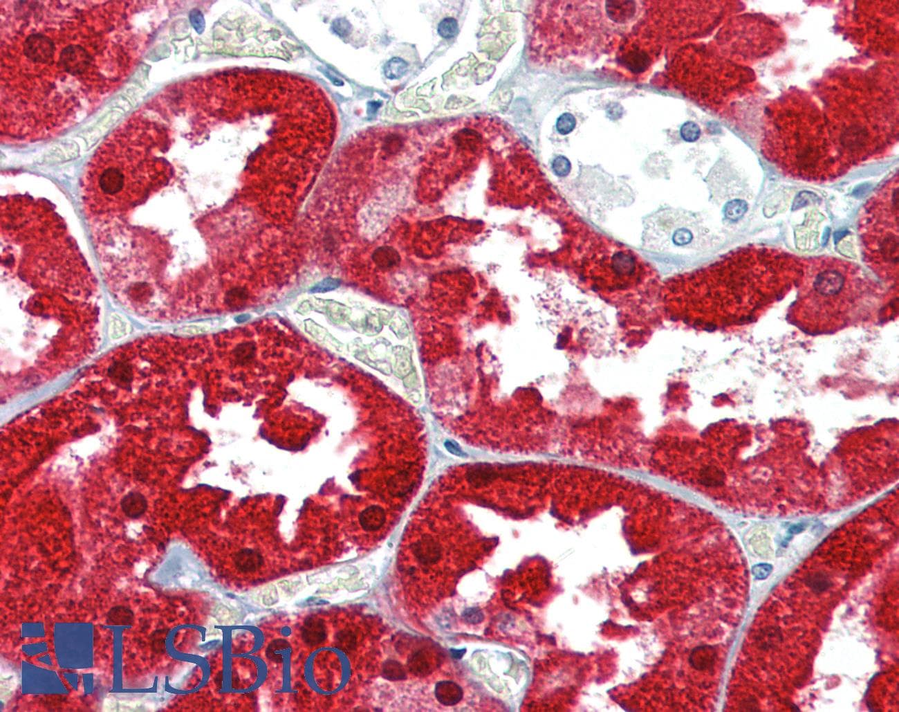IHC-plus™ ASS1 / ASS Antibody (aa196-212)
