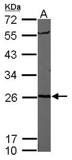 PSMA6 Antibody (aa1-234)