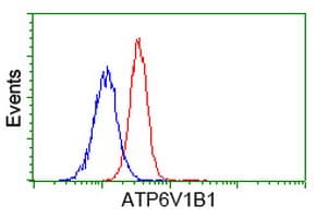 ATP6V1B1 Antibody (clone OTI1H6)