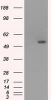 SLC2A5 / GLUT5 Antibody (clone OTI9G8, Carrier-free)