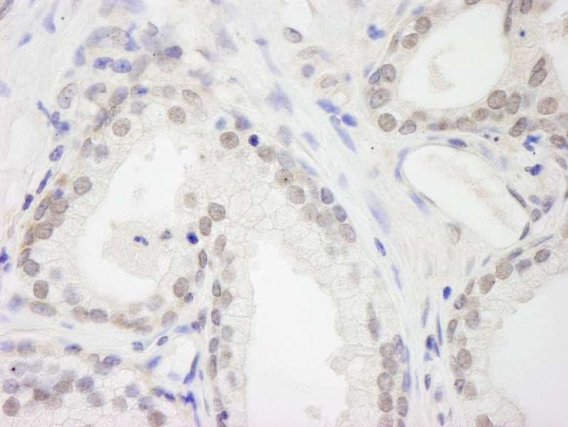 RBM12 Antibody (aa625-675)