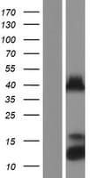 PITX1 Protein (Over-Expression Lysate Myc-DDK (Flag))