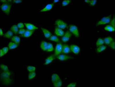 Polyclonal Rabbit anti-Human PRDM11 Antibody (IHC, IF, WB)