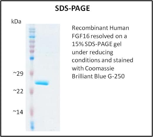 Human FGF16 Protein (Recombinant)