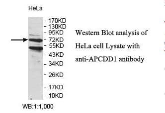 APCDD1 Antibody (aa44-261)