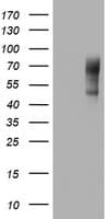 Monoclonal Mouse anti-Human NUMB Antibody (clone OTI2G1, aa1-365, WB)
