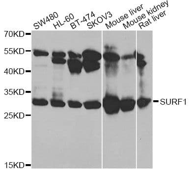 SURF1 Antibody