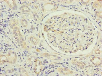 MFN1 Antibody