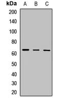 OCLN / Occludin Antibody