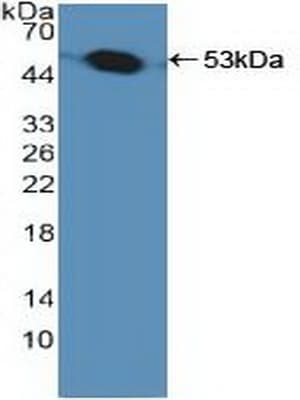 PSMC1 Antibody (aa1-440, APC)