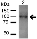 UVRAG Antibody