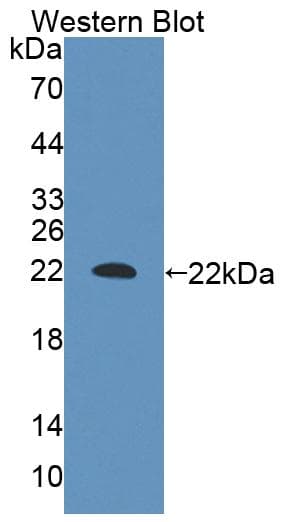 NFIA / Nuclear Factor 1 Antibody (aa1-143)