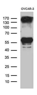 RBMS3 Antibody (aa1-437, clone OTI8A9)