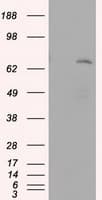 LTA4H / LTA4 Antibody (clone OTI7D11)