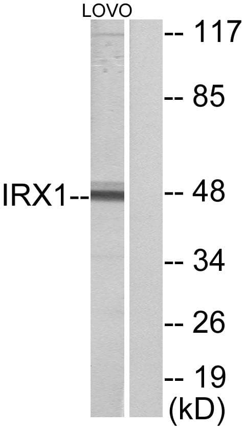 IRX1 Antibody