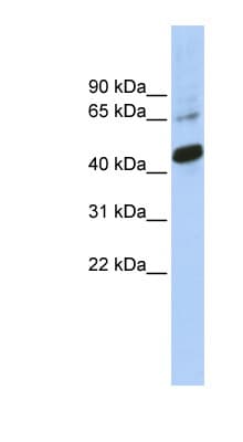 SOX1 Antibody (C-Terminus)