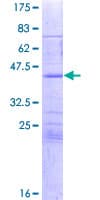 Human SPIRE1 Protein (Recombinant GST)