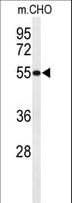 IHC-plus™ HIAT1 Antibody (aa454-483)