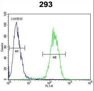 IL17F Antibody (aa16-45)