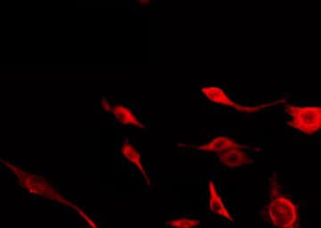 ADAMDEC1 Antibody