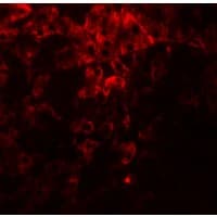 PDI / P4HB Antibody