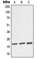 Polyclonal Rabbit anti-Human NOL3 / ARC Antibody (C-Terminus, WB)