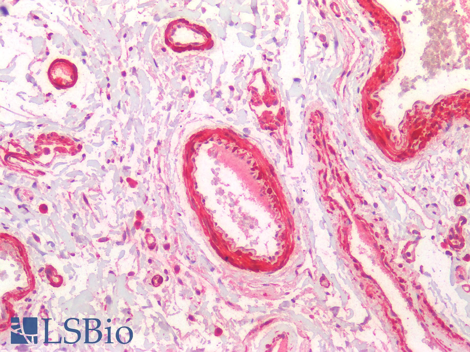PathPlus™ HTR1B / 5-HT1B Receptor Antibody