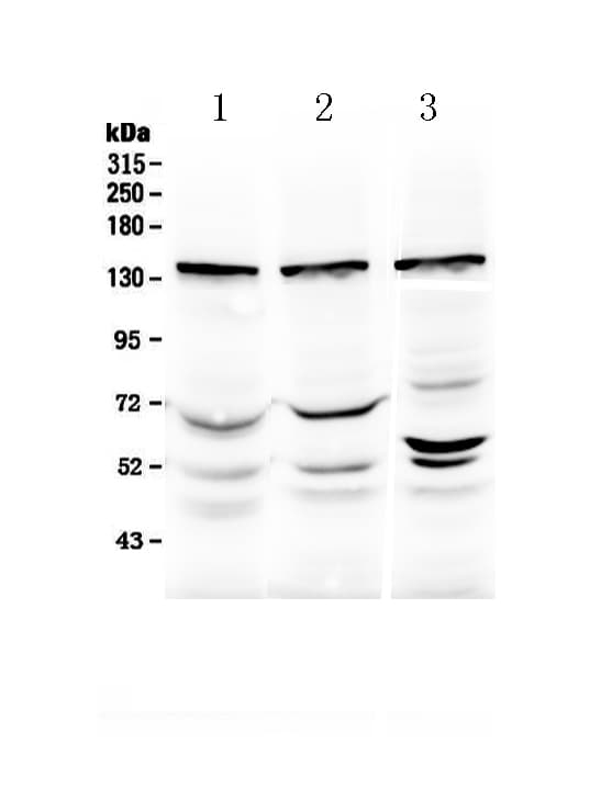 XPO5 / Exportin 5 Antibody