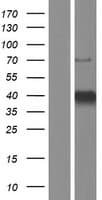 KLF3 Protein (Over-Expression Lysate Myc-DDK (Flag))