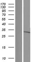 CISH / SOCS Protein (Over-Expression Lysate Myc-DDK (Flag))