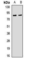 SNPH Antibody