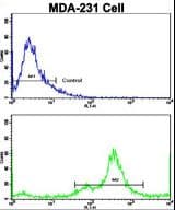 NDRG1 Antibody (aa12-40)