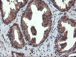 RYBP Antibody (clone OTI1B2, Carrier-free)