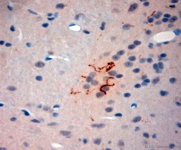 Polyclonal Rabbit anti-Rat SYNPO / Synaptopodin Antibody (aa890-930, IHC)