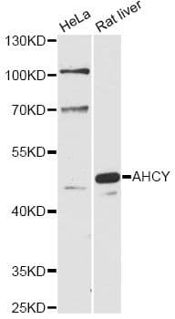 SAHH / AHCY Antibody