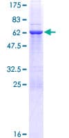 Human GIMAP7 Protein (Recombinant GST)